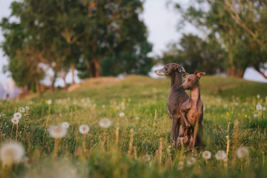 Zwei Italienische Grauhunde sitzen auf einer Wiese