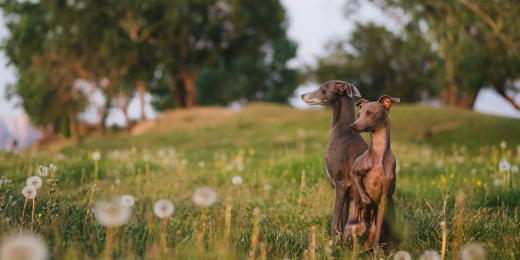 Zwei Italienische Grauhunde sitzen auf einer Wiese
