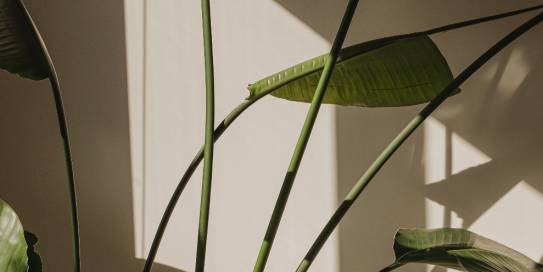 Schreibtisch mit Laptop, Unterlagen und Zimmerpflanze