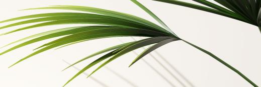 Weißer Marmorblock von weißer Wand mit Palmenpflanze