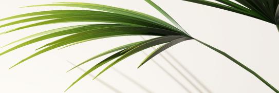 Weißer Marmorblock von weißer Wand mit Palmenpflanze