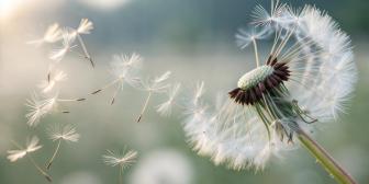 Pusteblume, die durch den Wind Samen verliert